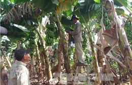 Hỗ trợ tiêu thụ sản phẩm cho người trồng chuối tại Bà Rịa-Vũng Tàu 